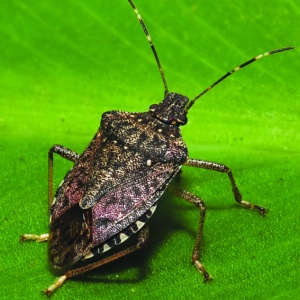 La cimice marmorizzata