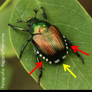 Coleottero giapponese